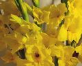 Yellow Gladiolus Flowers