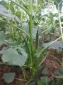 UNNAT SEEDS - Hybrid Bhindi Seeds