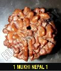 Natural 1 Mukhi Nepal Rudraksha (with no additional lines near the hole-underdeveloped)