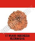 17 Mukhi Indonesia Rudraksha