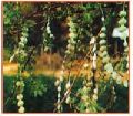 Acacia Nilotica Plant