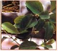Decalepis Hamiltonii Plant