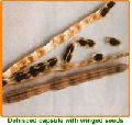 moringa oleifera seeds