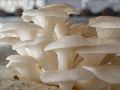 fresh oyster mushroom