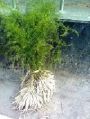Fresh Asparagus Racemosus Roots