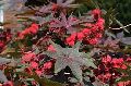 Castor Bean Seed Pods