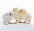 broiler chicks