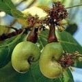 Cashew Plants