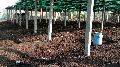 vermicompost fertilizer