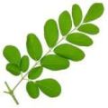 Moringa Fresh Leaves