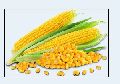 Yellow Corn Seeds