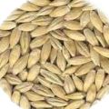 Barley Seed - 02
