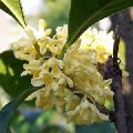 osmanthus absolute