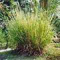 Vetiver Oil(South India)