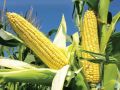 yellow corn, Agricultural products