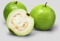 White Guava Concentrates