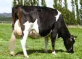 Holstein Friesian Cow