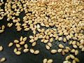 Yellow Sesame Seeds