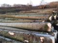 ROUND Yellow White Yellow Poplar Wood Logs