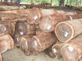 Acacia Logs & Acacia Sawn Timbers