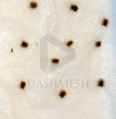 Seed Germination Filter Paper