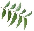 Dehydrated Neem Leaves