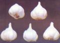 Ooty Garlic