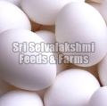 Poultry Organic Eggs