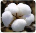 raw cotton