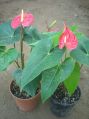 Anthurium Plant