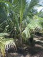 Chennangi Coconut Plant