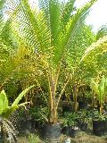 Coconut Silone Dwarf Plant