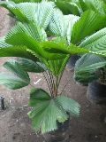 Grandis Palm Plant