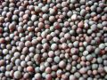 black mustard seeds