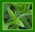 Natural Menthol & Mint Products