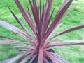 Atropur Cordyline australis Plants