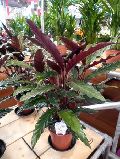 Calathea rufibarba Plants
