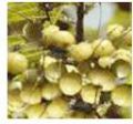 Amla Fruit