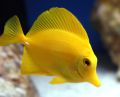 aquarium fishes at lowest price in delhi