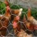 Chicken Wire Nettings