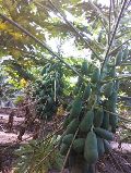 Iceberry Variety Papaya Plants