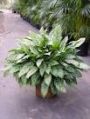 Aglaonemia Variegata Nursery Plants