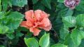 Hibiscus Viceroy Shrub Plant