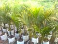 Raveenea Palm