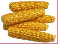 Maize/corn