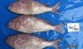 Japanese Threadfin Bream Whole Round Fish