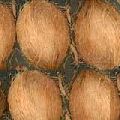 semi husked coconuts