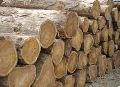 Sagwan Wood Logs