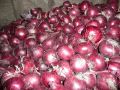 fresh red onion