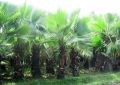 Washingtonia Palms